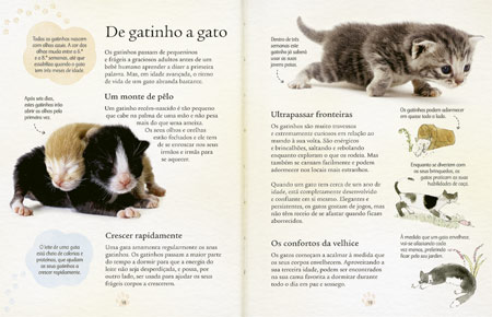 6 dicas para educar o seu gato desde pequeno - Lenda Portugal