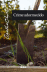 Crime Adormecido_0