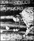 Kirstine Roepstorff - The inner sound that kills the outer