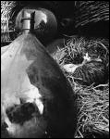 I gatti fotografie