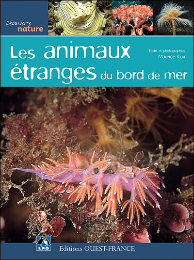 Animaux etranges bord de mer