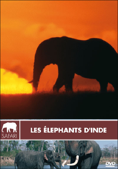 Eléphants d'Inde - Collection safari