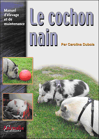 Le cochon nain