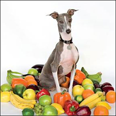 EXCELLENT ITALIAN GREYHOUND