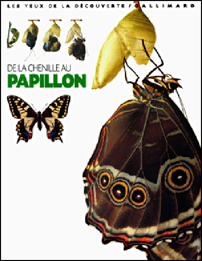 De La Chenille Au Papillon Cartonne Paul Whalley Achat Livre Fnac