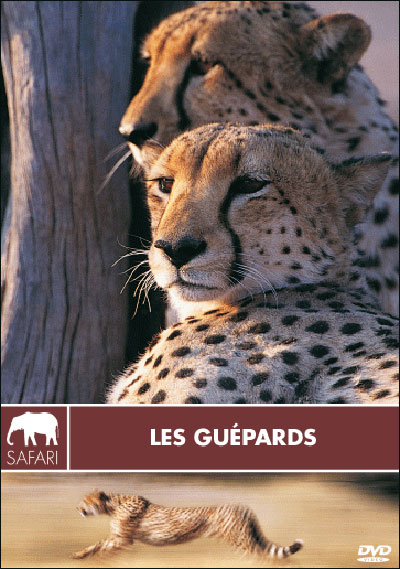 Guépards - Collection safari