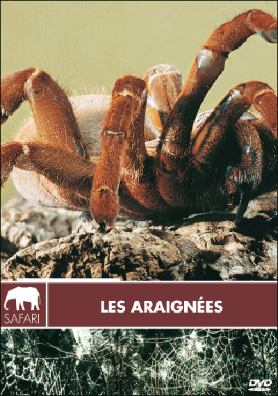 Les Araignées - Collection safari