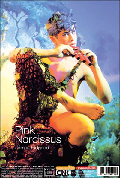PINK NARCISSUS-VF