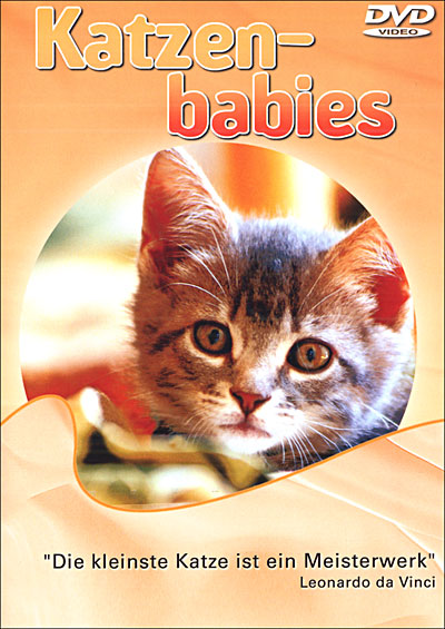 Katzen babies