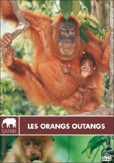 Les Orangs-outangs - Collection safari