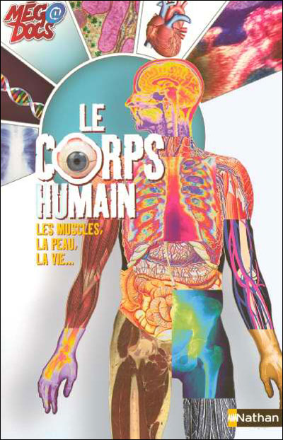 Le Corps Humain Les Muscles Poster Plastifi Hot Sex Picture 