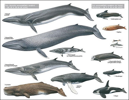 Liste des mammifères marins par ordre alphabétique de A à Z