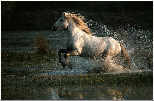Chevaux De Camargue - 