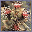 Burdocks