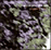Songs for the trees