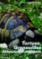 Tortues grenouilles salamandres tritons