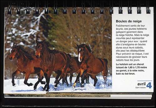 Calendrier chevaux et poneys 2013 - Collectif - Librairie Gérard
