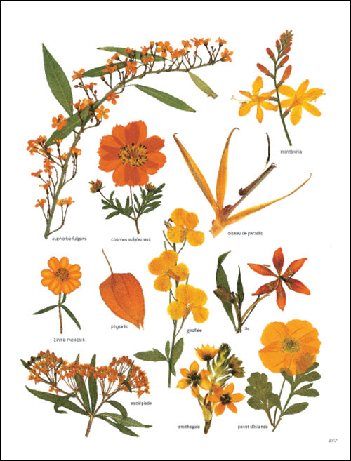 Illustration - Le jardin #1 - Les Buissonniers - Herbier