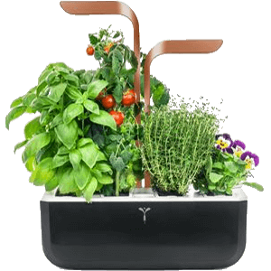 Jardinagem
