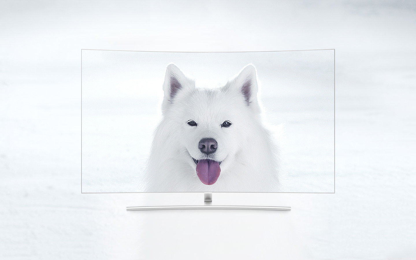 TV QLED Curva vista de frente e o ecrã mostra um cachorro branco num campo de neve. Quanto mais nos aproximamos dos 1500 nits, mais se distingue o pêlo do cachorro da neve, o que não se conseguia ao início.